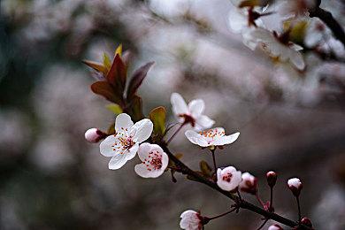 《鬼谷八荒》天命与异人版本预告片公开，新DLC《五朵金花》开启预购！
